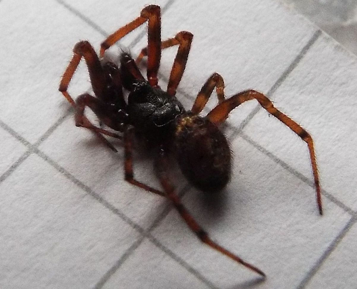 Steatoda bipunctata - Vigo di Fassa (TN)